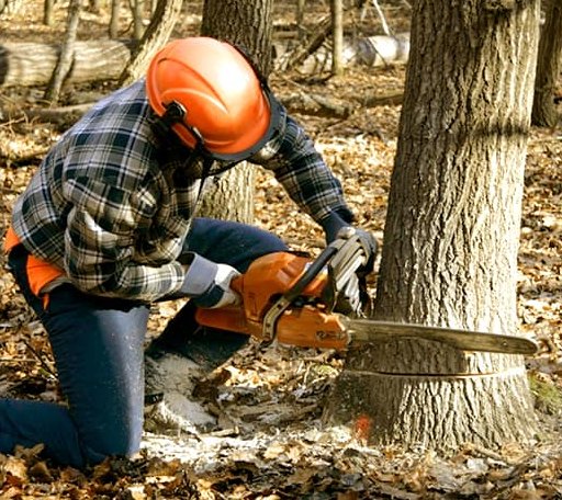 Tree Removal in Colcord, OK